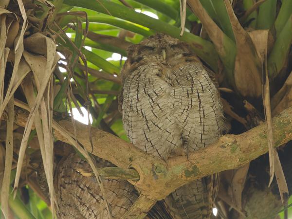 <h3><a href="/trips/costa-rica/biota/animalia/chordata/aves/031 strigiformes/002 strigidae/megascops choliba/megascops choliba-nl.html">Megascops&nbsp;choliba</a> / Tropical&nbsp;screech&nbsp;owl / Cholibaschreeuwuil</h3>OM-1 Mark II met OLYMPUS M.150-400mm F4.5 TC, 1/800 sec  bij F5.6, ISO 10000, afstand 7.89&nbsp;m